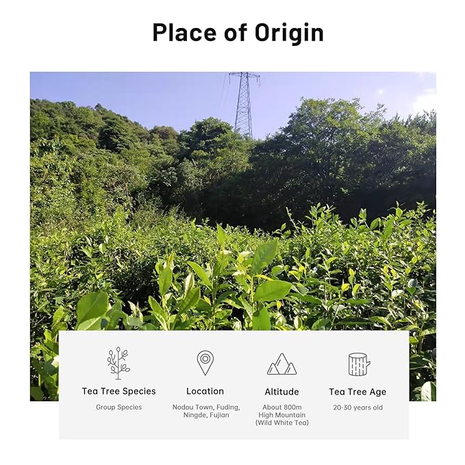 iTeaworld Gongmei White Tea Spring Harvest - Premium Chinese Tea from Fuding Fujian, Low Caffeine Multiple Steeping, Smooth Mellow Taste - Perfect for Daily Drinking & Relaxation - Ideal for Tea Enthusiasts 1 Pack(1.76oz)