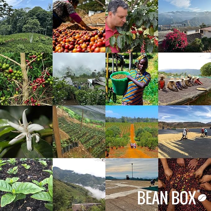 Ethiopia Funky Wush Wush - Roasted by Perc Coffee - Whole Bean Coffee - 2 Pound Bag