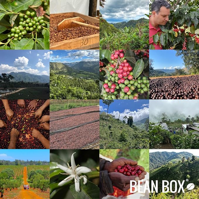 Colombia Sebastian Ramirez Pink Bourbon - Roasted by Perc Coffee - Whole Bean Coffee - 12 Ounce Bag