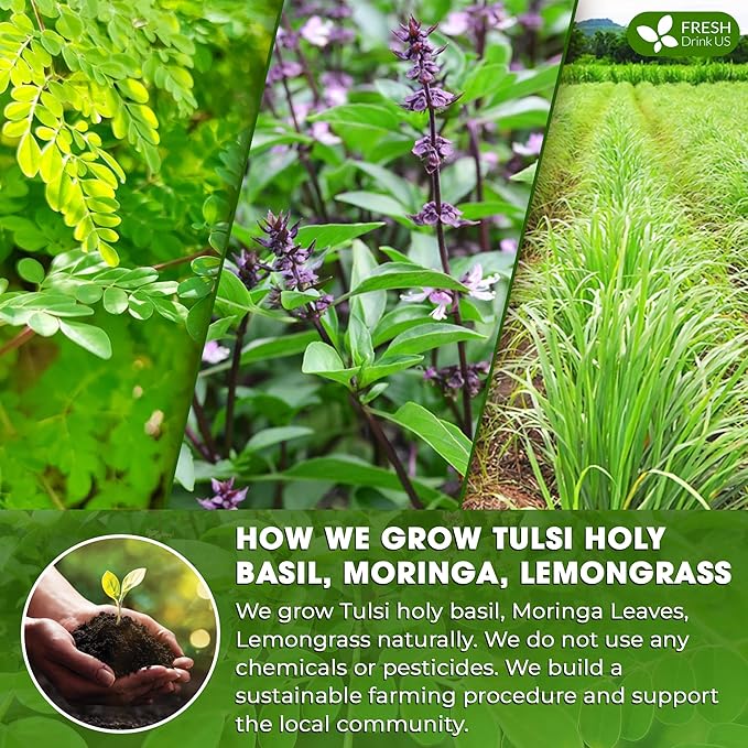 FreshDrinkUS, Premium 30 Tea Bags Tulsi Moringa Lemongrass, 100% Natural & Pure from Tulsi Holy Basil Leaves, Moringa & Lemongrass. Made with Natural Material Tea Bags. No Sugar, No Caffeine, Vegan.