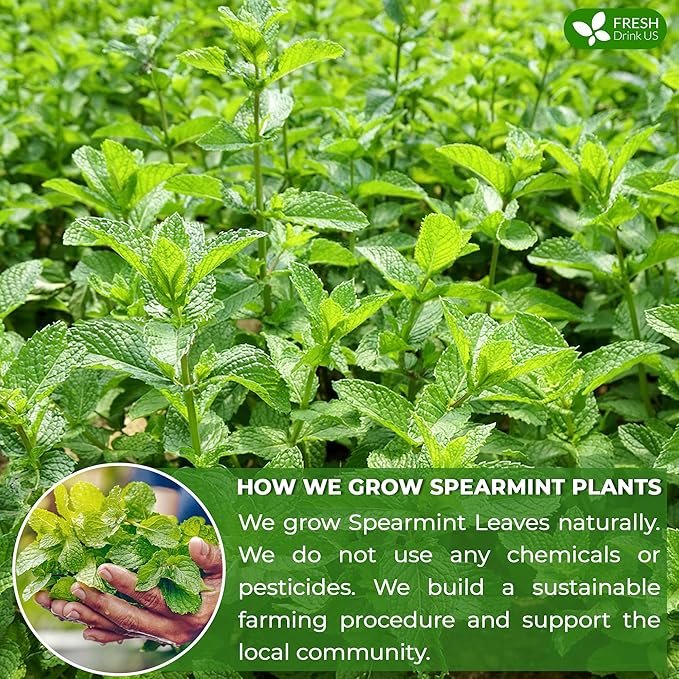 FreshDrinkUS, Premium 135 Spearmint Tea Bags, 100% Natural & Pure Spearmint Leaves. Loose Leaf Spearmint Herbal Tea. Spearmint Leaf Tea. No Sugar, No Caffeine, No Gluten, Vegan.